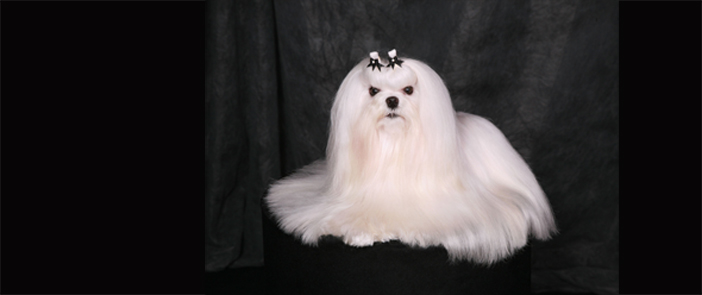 Maltese Grooming | American Maltese Association